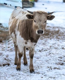 MP Rebel X MP Marttee