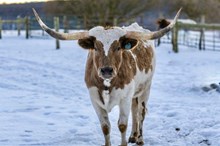 MP Rebel's Resilience 